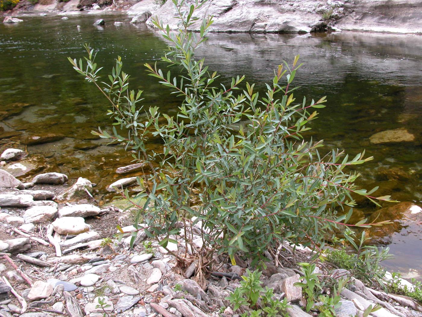 Willow, Purple plant